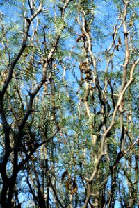 Prosopis chilensis - Jardín Botánico de Barcelona - Barcelona, Spain - DSC09310