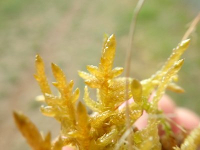 Pseudoscleropodium purum 123242212
