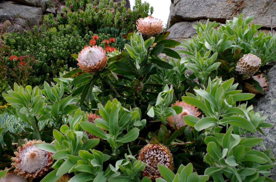 Protea - Jardin exotique de Roscoff