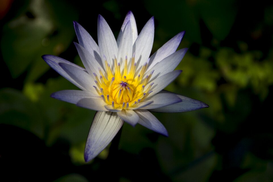 Pond water plant dark
