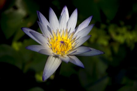 Pond water plant dark