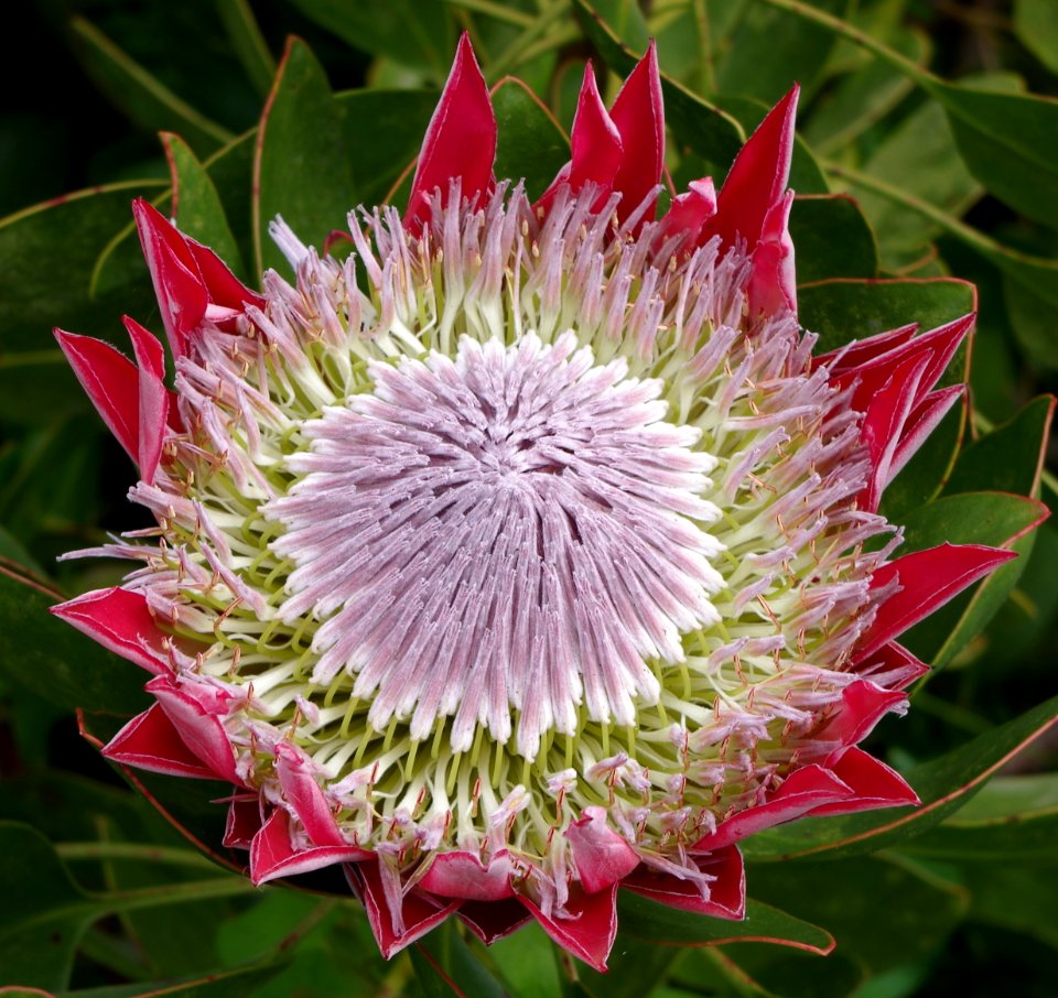 Protea - Jardin exotique de Roscoff 6