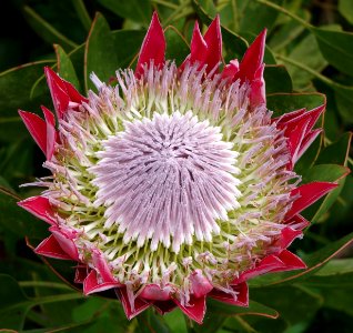 Protea - Jardin exotique de Roscoff 6