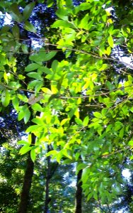 Pseudoweinmannia lachnocarpa leaves