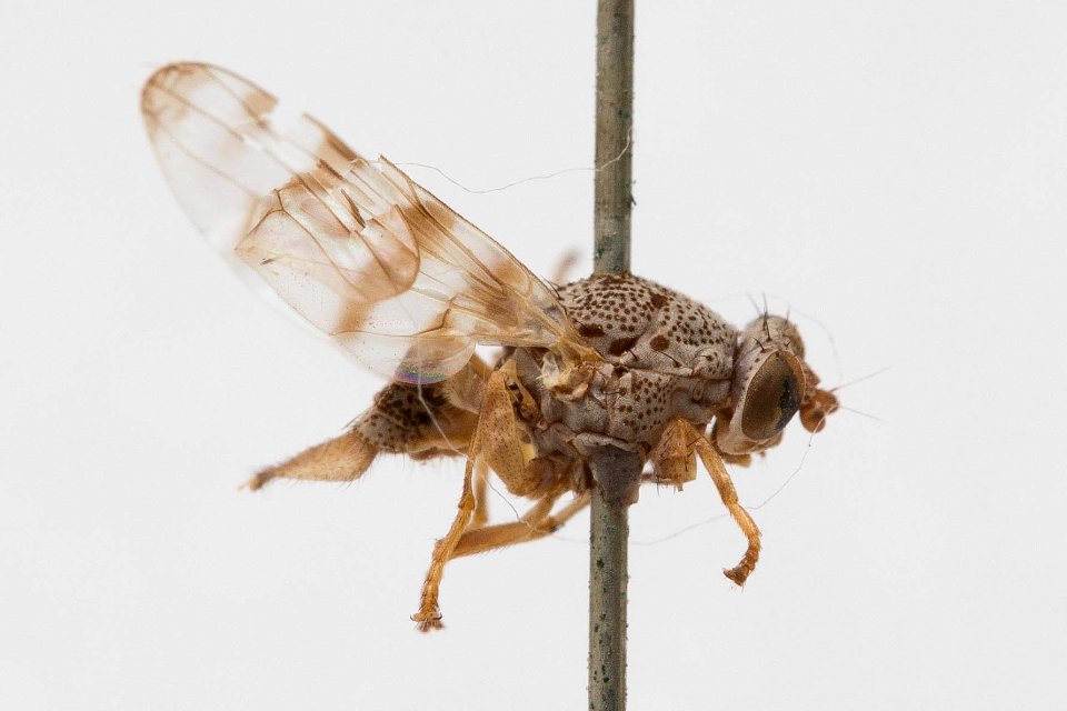 Pseudotephritina cribellum, side view