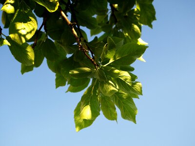 Spring sprig sky