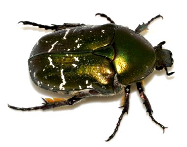 Protaetia-cuprea-01-fws