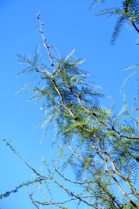 Prosopis chilensis - Jardín Botánico de Barcelona - Barcelona, Spain - DSC09312