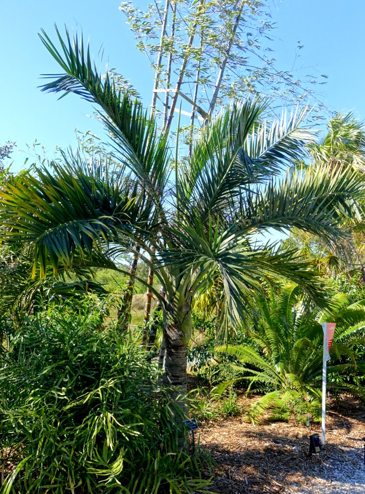 Pseudophoenix sargentii - Naples Botanical Garden - Naples, Florida - DSC00034