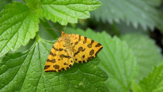 Pseudopanthera macularia - North Bohemia