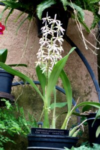 Prosthechea prismatocarpa (Epidendrum prismatocarpum) - Longwood Gardens - DSC01189