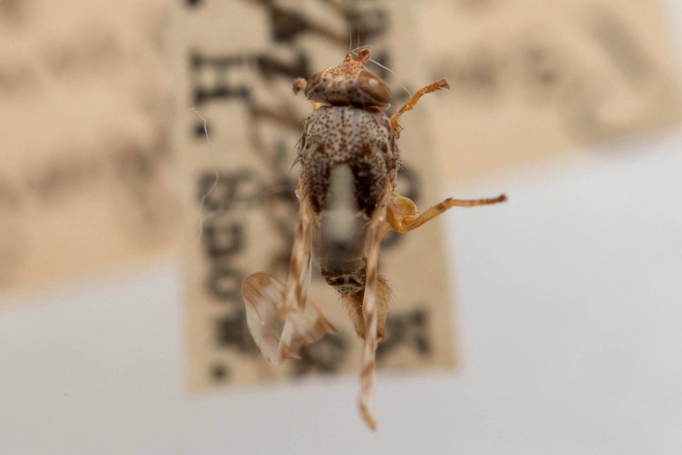 Pseudotephritina cribellum, dorsal view