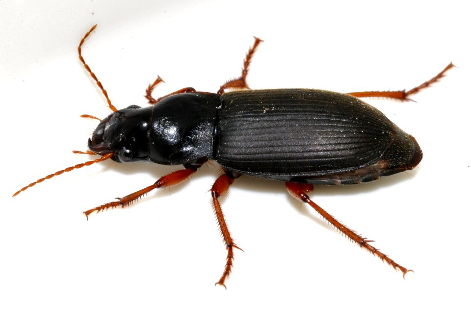Pseudoophonus-rufipes-10-fws