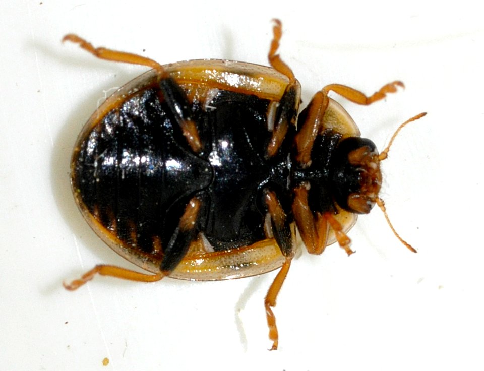 Propylea-quattuordecimpunctata-10-fws