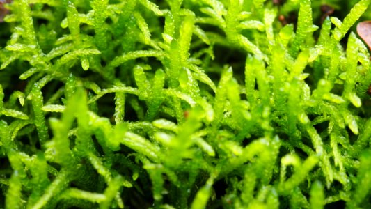 Pseudoscleropodium purum 104392107