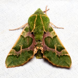 Proserpinus lucidus