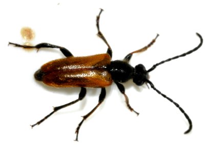 Pseudovadonia-livida-03-fws