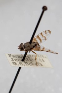 Pseudotephritina inaequalis, with labels