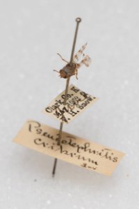 Pseudotephritina cribellum, with labels