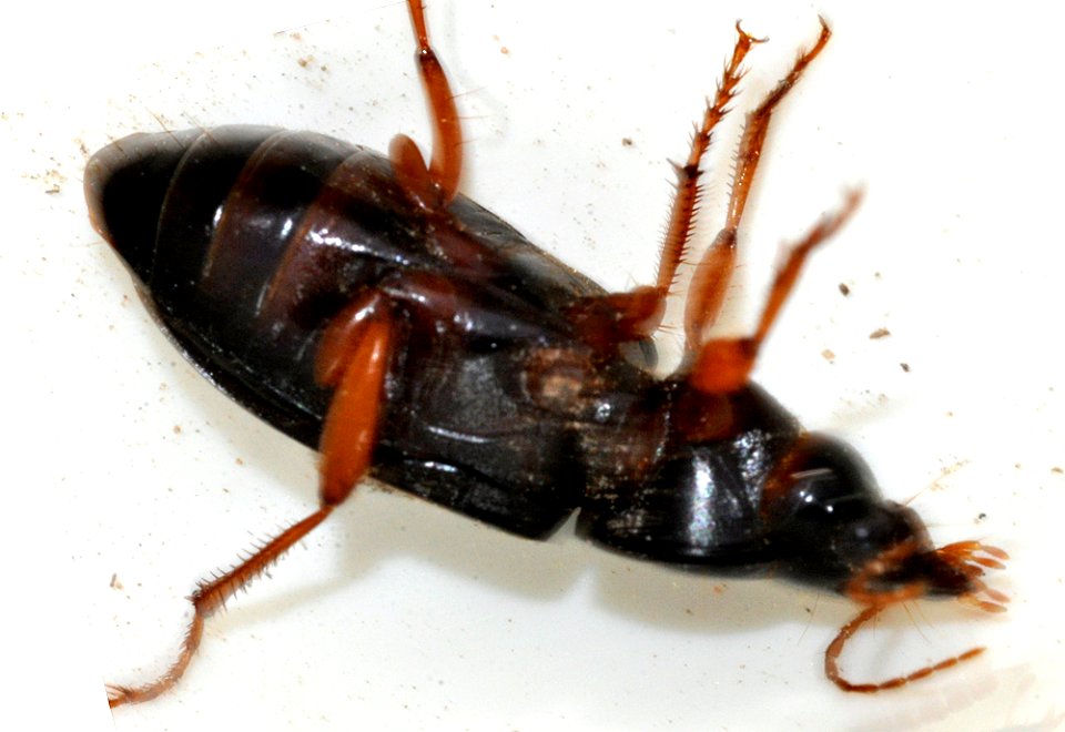 Pseudoophonus-rufipes-04-fws