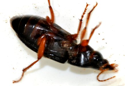 Pseudoophonus-rufipes-04-fws