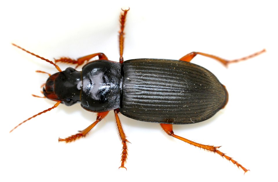 Pseudoophonus-rufipes-06-fws