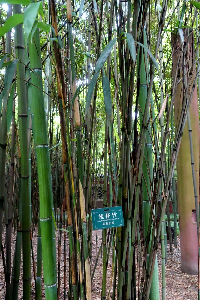Pseudosasa quanxianensis - Wangjianglou Park - Chengdu, China - DSC05916