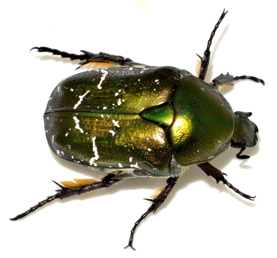 Protaetia-cuprea-03-fws