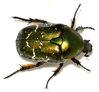 Protaetia-cuprea-03-fws