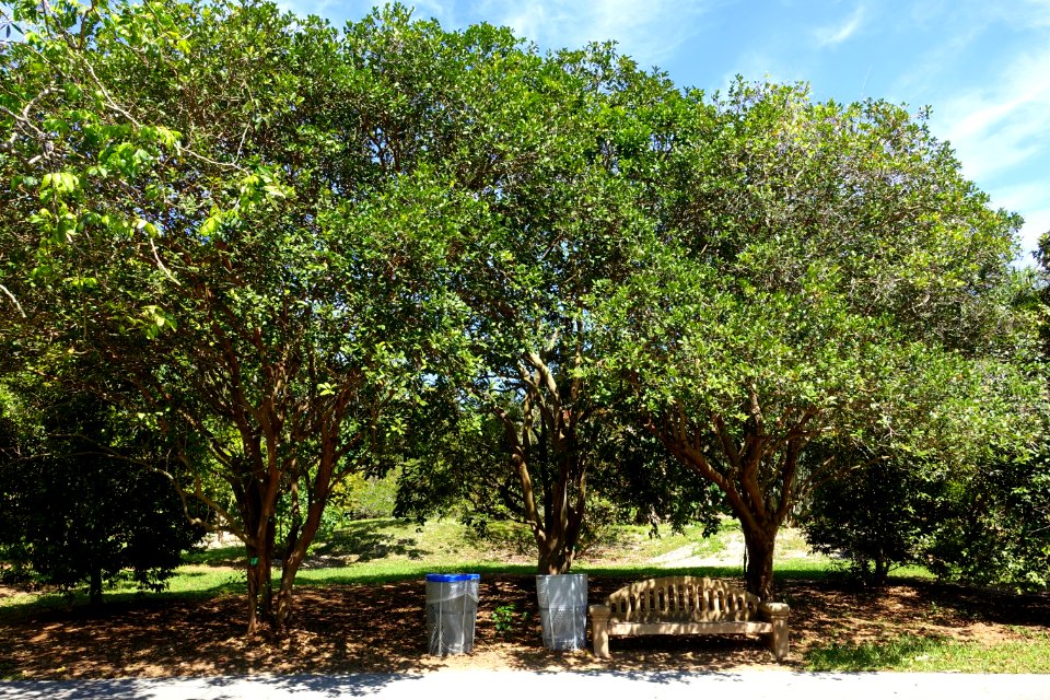 Psidium cattleianum - Fruit and Spice Park - Homestead, Florida - DSC08882