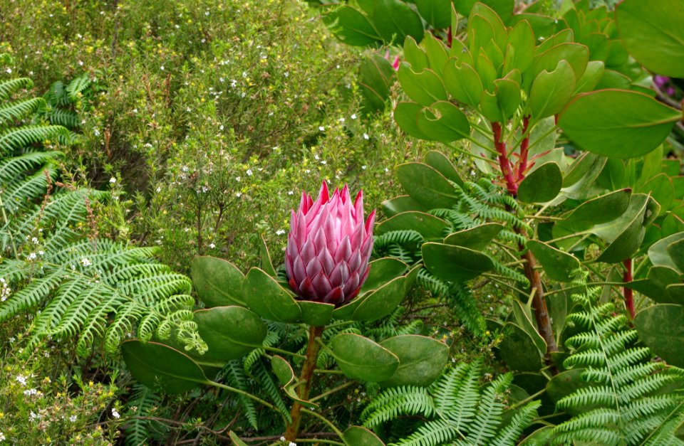 Protea - Jardin exotique de Roscoff 5