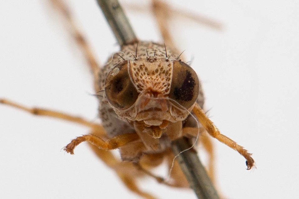 Pseudotephritina cribellum, frontal view