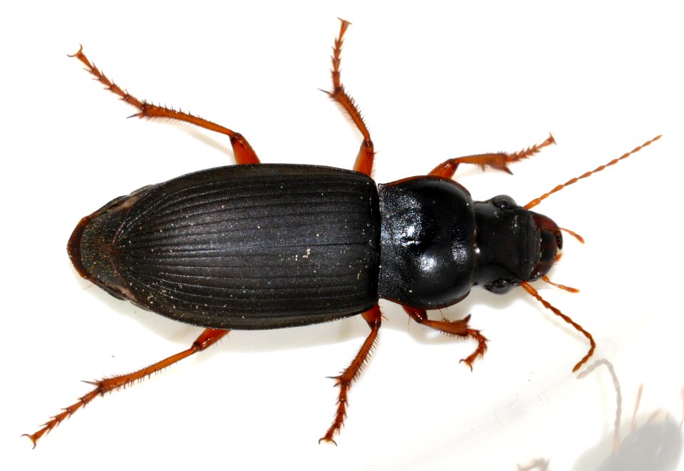 Pseudoophonus-rufipes-09-fws