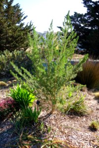 Psoralea pinnata - Leaning Pine Arboretum - DSC05658 photo