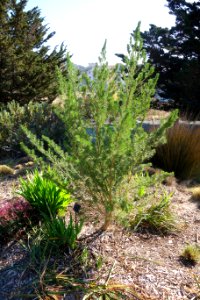 Psoralea pinnata - Leaning Pine Arboretum - DSC05658