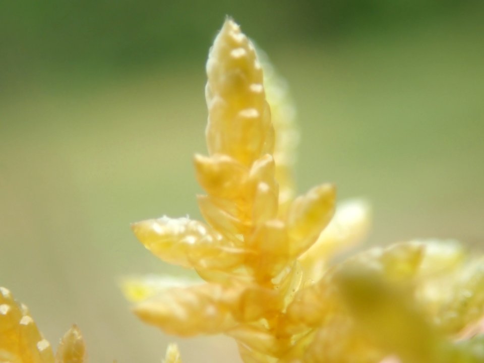 Pseudoscleropodium purum 123242274