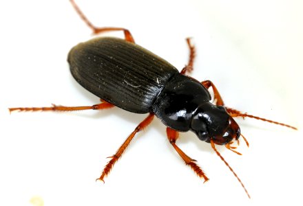 Pseudoophonus-rufipes-07-fws