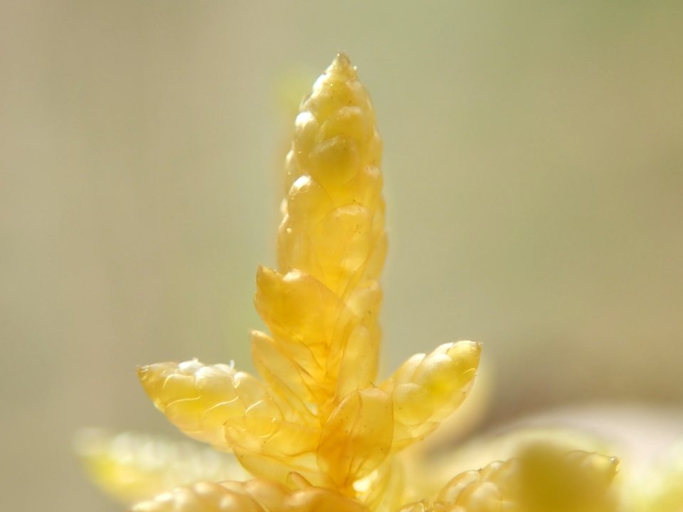 Pseudoscleropodium purum 123242248