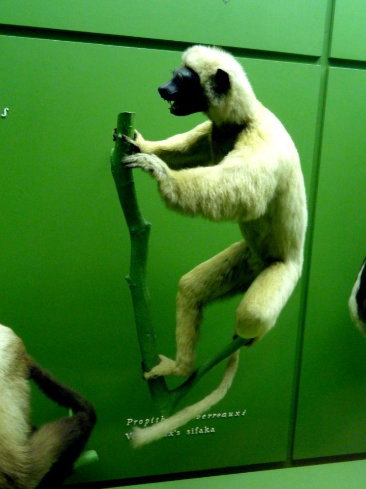 Propithecus verreauxi - AMNH - DSC06342