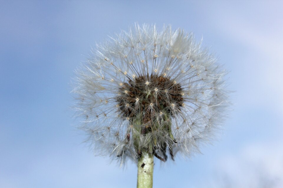 Nature heaven faded dandelion photo