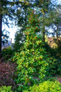 Prospect Gardens - Princeton University - Princeton, NJ -DSC00839