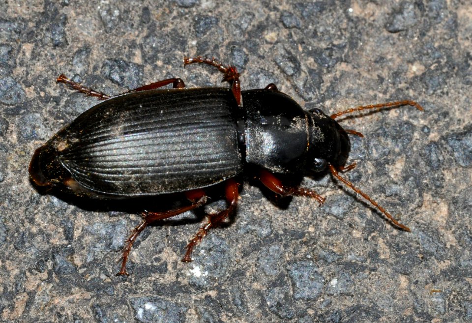 Pseudoophonus-rufipes-02-fws