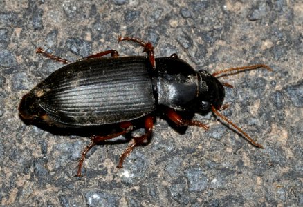 Pseudoophonus-rufipes-02-fws