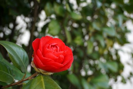Camellia flower tea plant