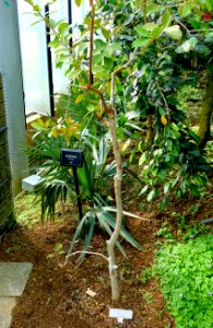 Psidium cattleyanum - Shinjuku Gyo-en Greenhouse - Tokyo, Japan - DSC05778