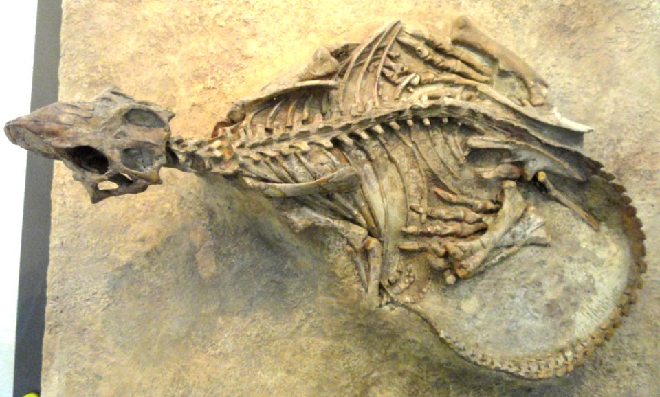 Psittacosaurus mongoliensis - AMNH - DSC06312