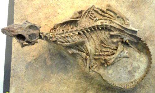 Psittacosaurus mongoliensis - AMNH - DSC06312