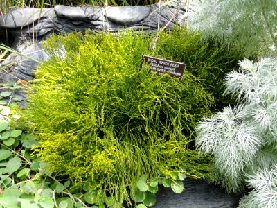Psilotum nudum - United States Botanic Garden - DSC09541