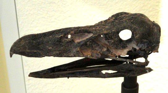 Psilopterus australis - AMNH - DSC06300