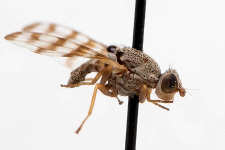 Pseudotephritina inaequalis, side view